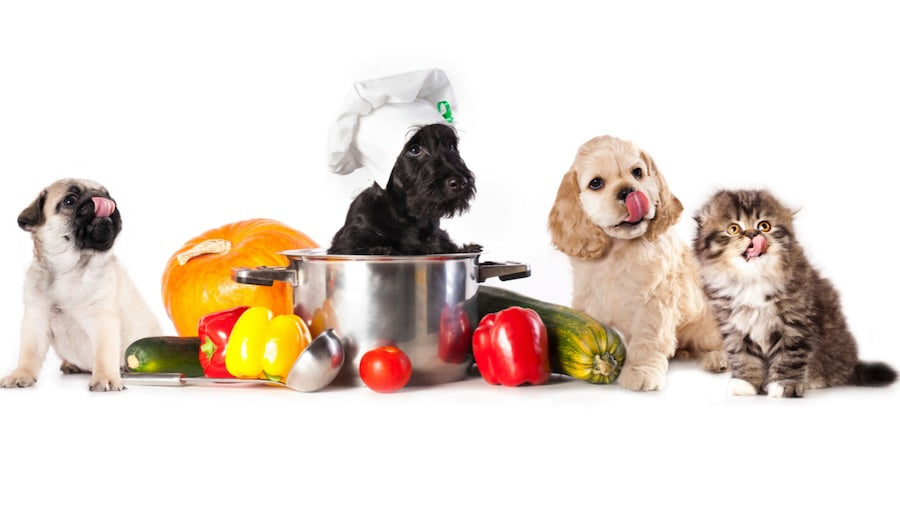 Puppies and a kitten licking lips around a cooking pot with fresh vegetables.