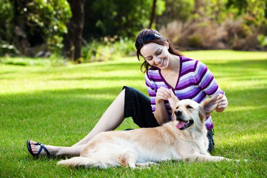 Person checking a Golden Retriever's ear while sitting on sunny green grass.