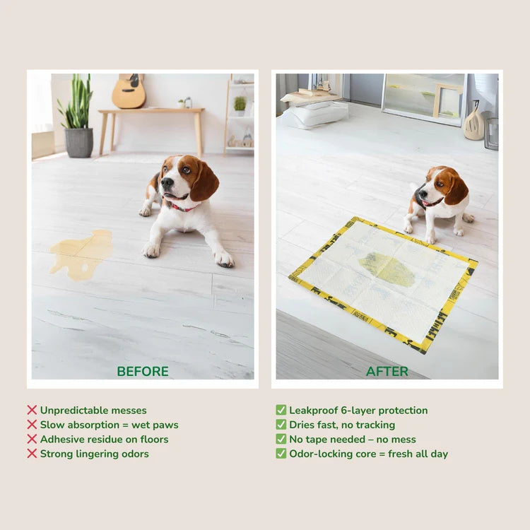 Unscented dog pee pads before and after comparison showing a beagle on the floor with a yellow pad, featuring 6-layer leakproof protection