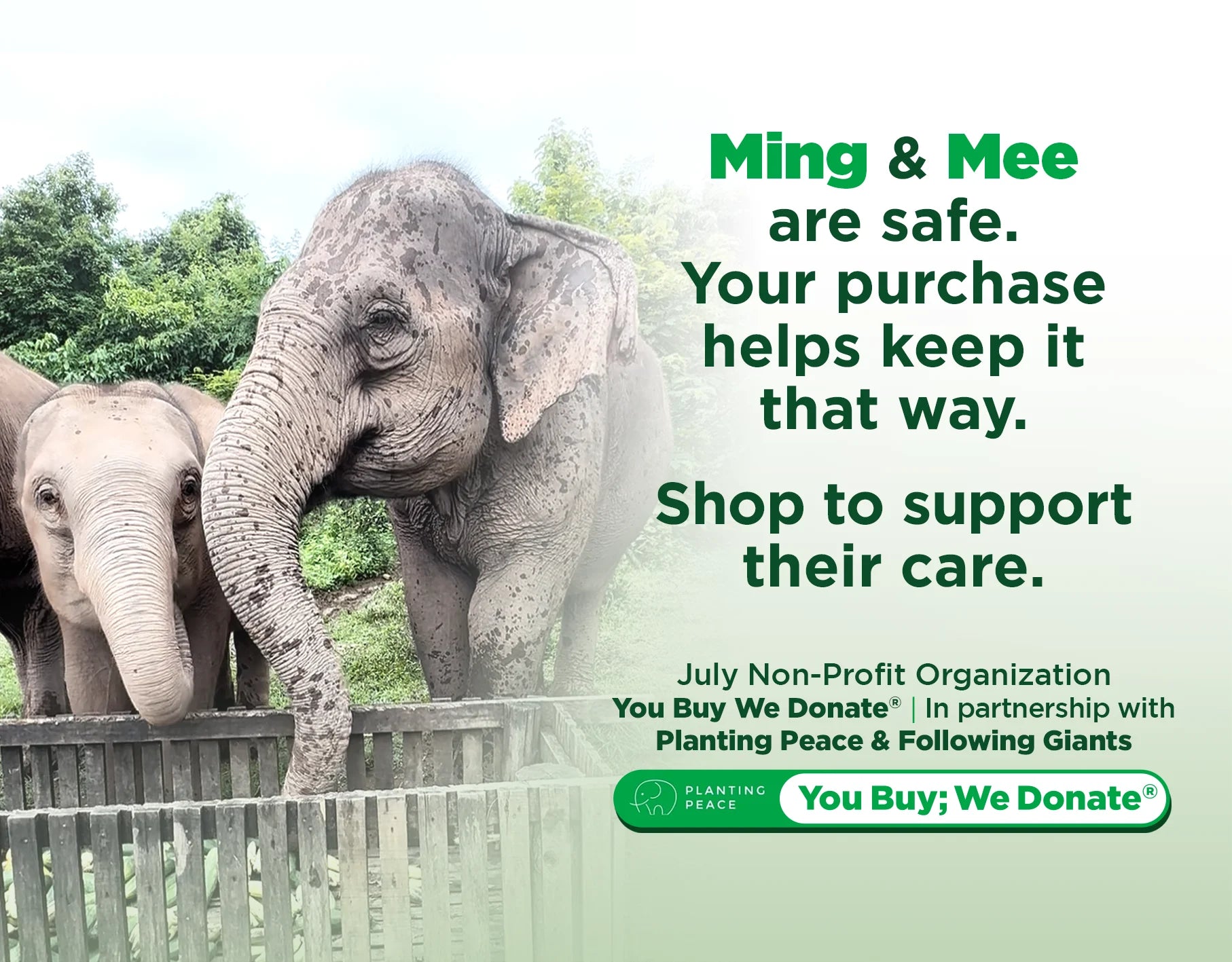 Two rescued elephants Ming and Mee at sanctuary, supported through You Buy We Donate elephant rescue donation program