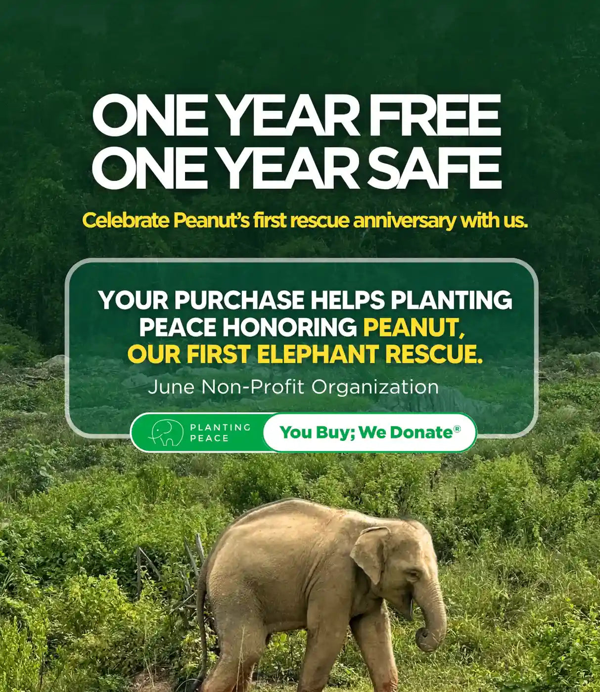 Rescued elephant Peanut grazing in green sanctuary celebrating first rescue anniversary with donation program