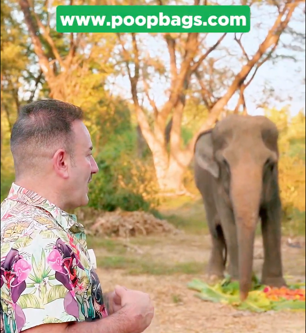 Man in tropical shirt observing rescued elephant in natural habitat through donation program